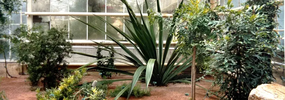 Nejúžasnější exotické rostliny na dosah: Doryanthes, která kvete po 31 letech