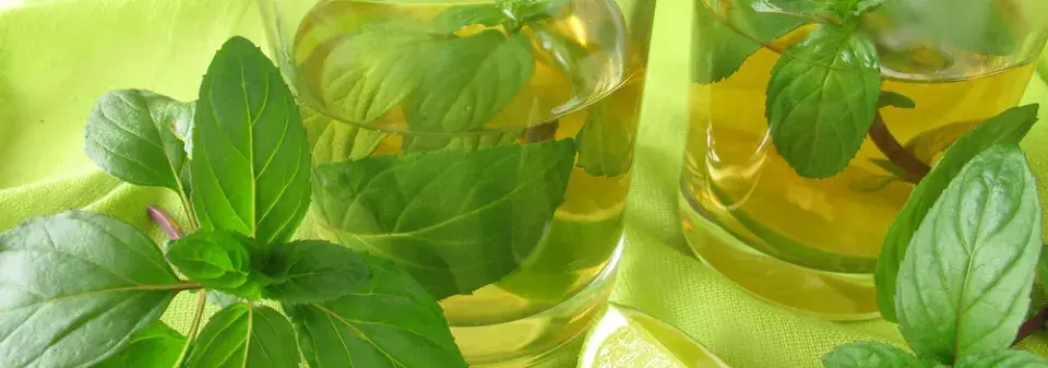 Druhy máty přehledně