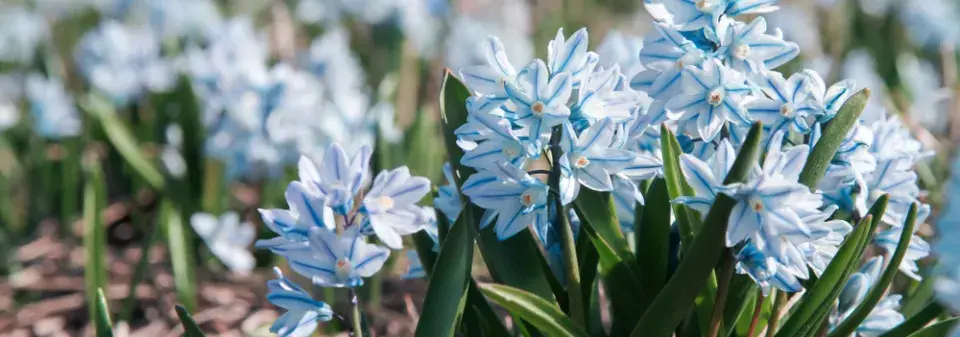 Puškinie ladoňkovitá (Puschkinia scilloides) 