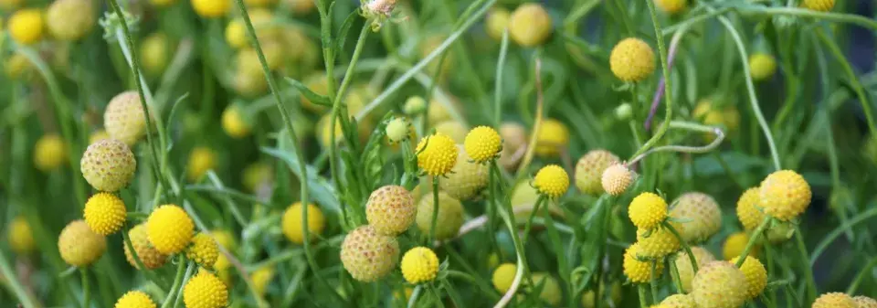 Záplevák vonný neboli jahodová tráva (Cephalophora aromatica) 