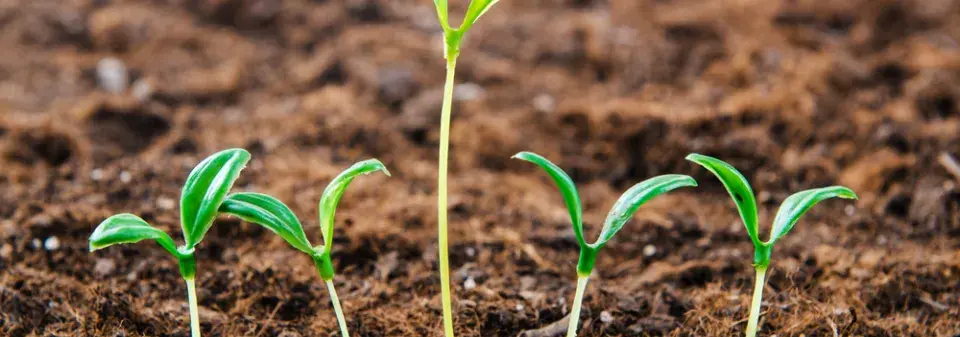 Tenké nitky vs. silné sazenice. Rozdíl, který rozhoduje o úrodě