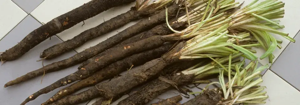 Zelenina našich babiček