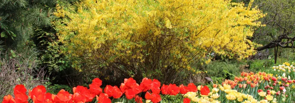 Keře kvetoucí na jaře