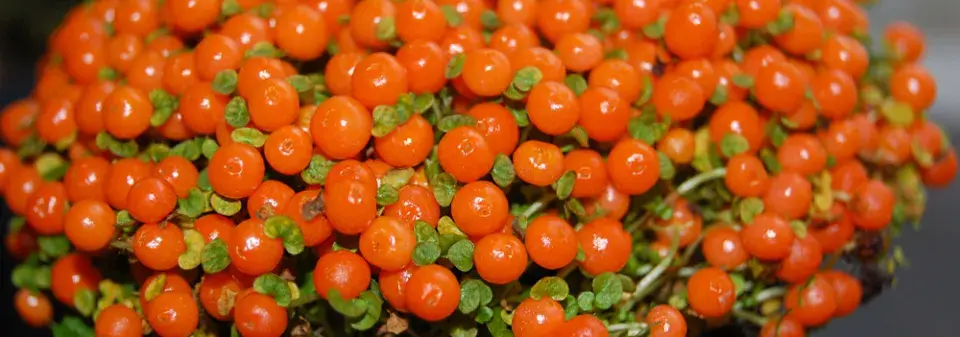 Pokojové rostliny okrasné plodem 