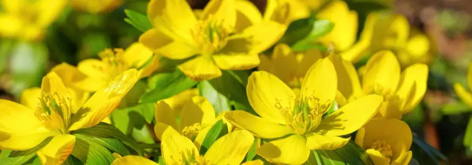 talovín zimní (Eranthis hyemalis) 