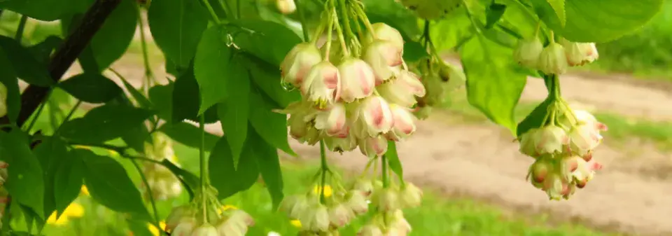 Přírodní zvonkohra