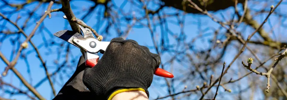 Jarní prořez ovocných stromů