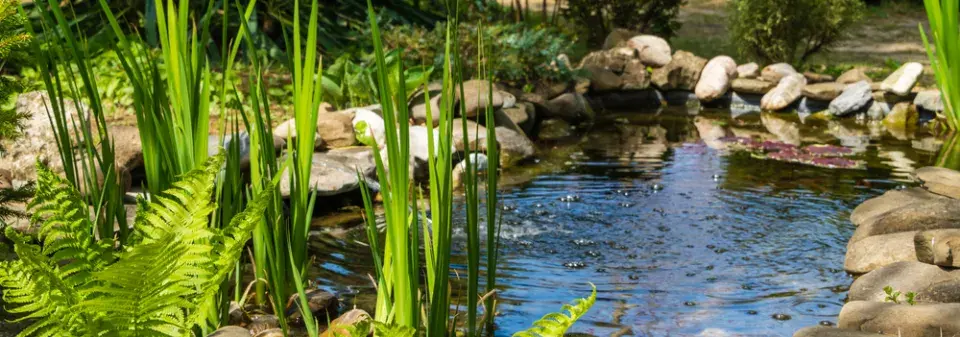 Rostliny do kořenové čističky