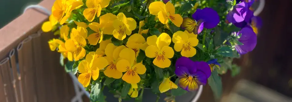  Jarní balkonovky nejsou jen krátkodobou ozdobou, některé druhy plynule navážou na letní výsadbu