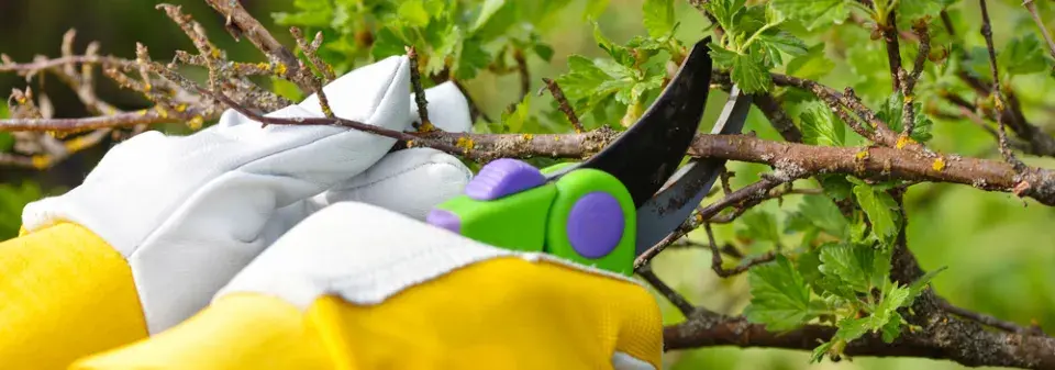 Řez ovocných dřevin