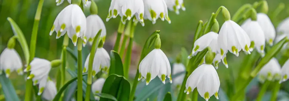 Bledule jarní (Leucojum vernum)