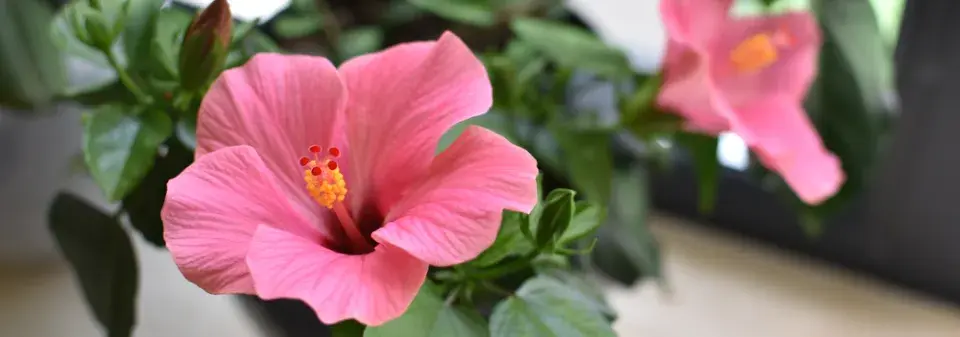 Rostliny do interiéru