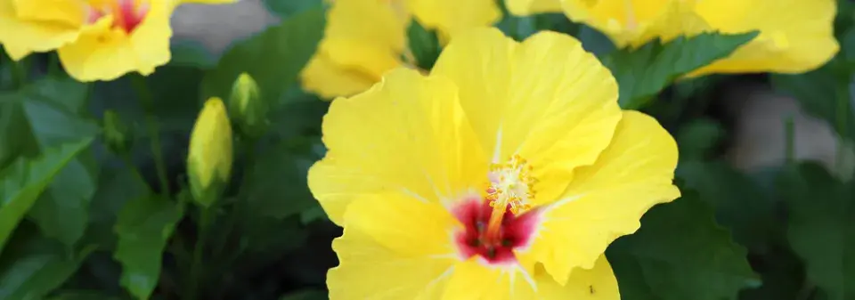 Řez pokojového ibišku