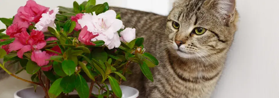 Jedovaté pokojovky ve vztahu ke čtyřnohým mazlíčkům mnohou zvířatům ublížit