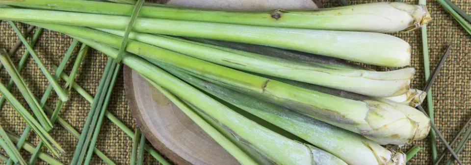 Citronová tráva neboli voňatka citronová (Cymbopogon citratus) 