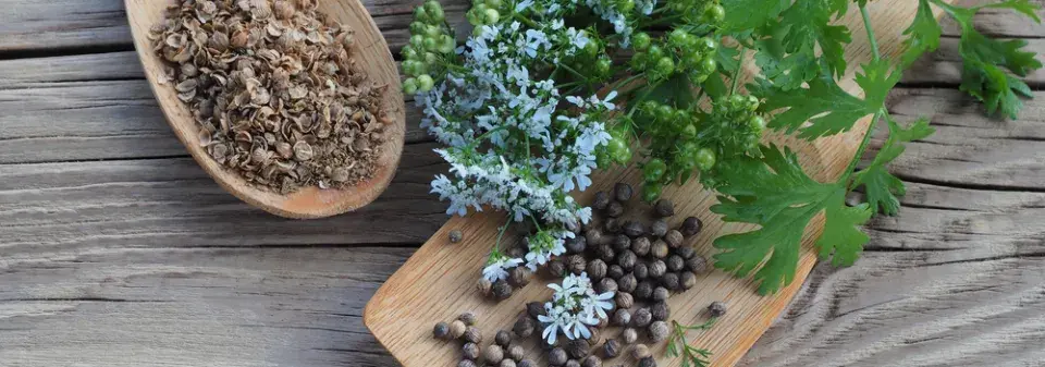 Koriandr setý (Coriandrum sativum)