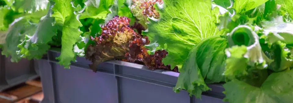 Pěstování zeleniny na balkonu už začněte řešit, je nejvyšší čas