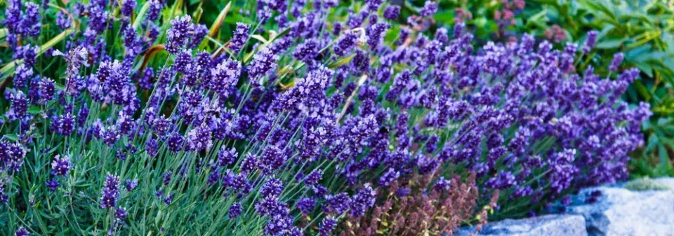 Řez levandule krok za krokem. Správná hloubka střihu na fotografiích