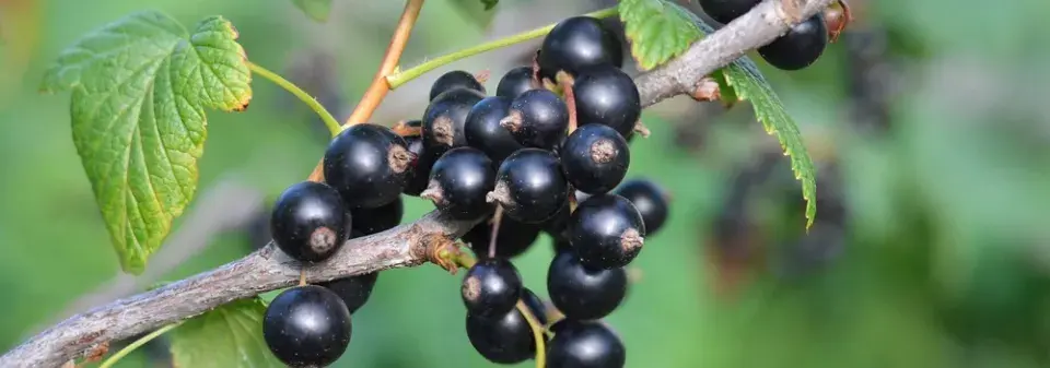Černý rybíz patří mezi oblíbené ovoce
