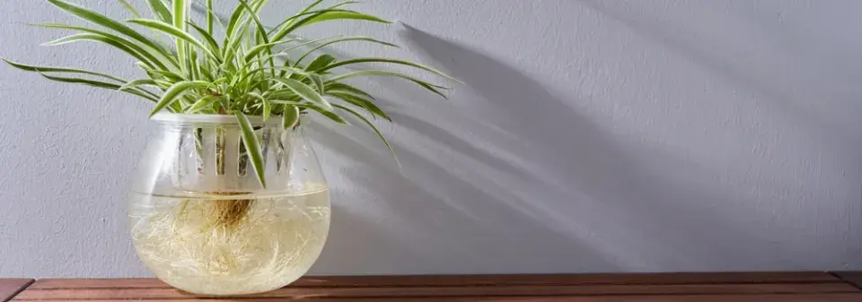 Pěstování zelence ve vodě