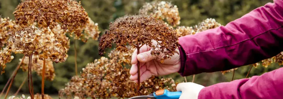 Řez okrasných keřů