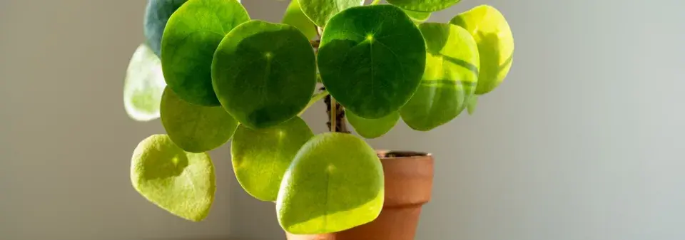 Palačinková rostlina