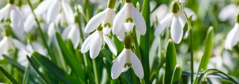 Sněženka podsněžník (Galanthus nivalis)