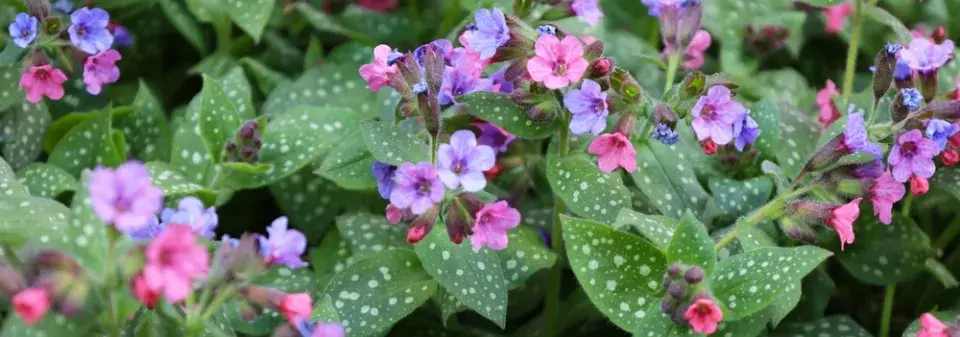 Plicník lékařský (Pulmonaria officinalis) 