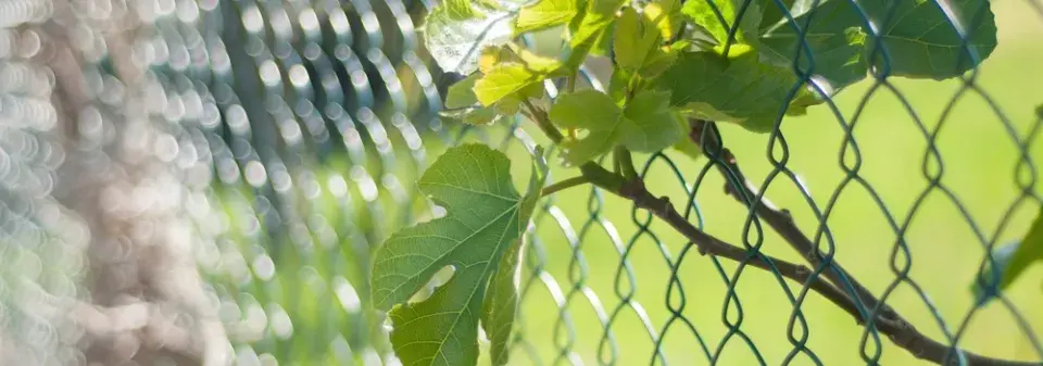 Sousedský spor. Když větve od souseda zasahují na můj pozemek