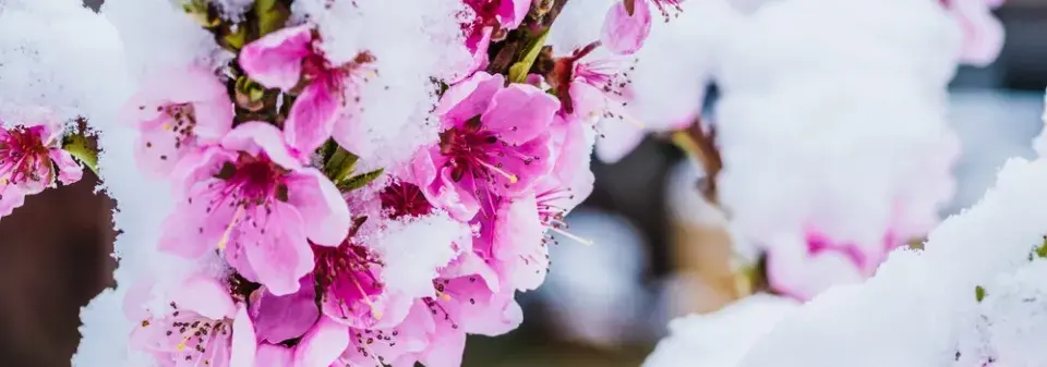 TOP 10 nejkrásnějších stromů kvetoucích na jaře