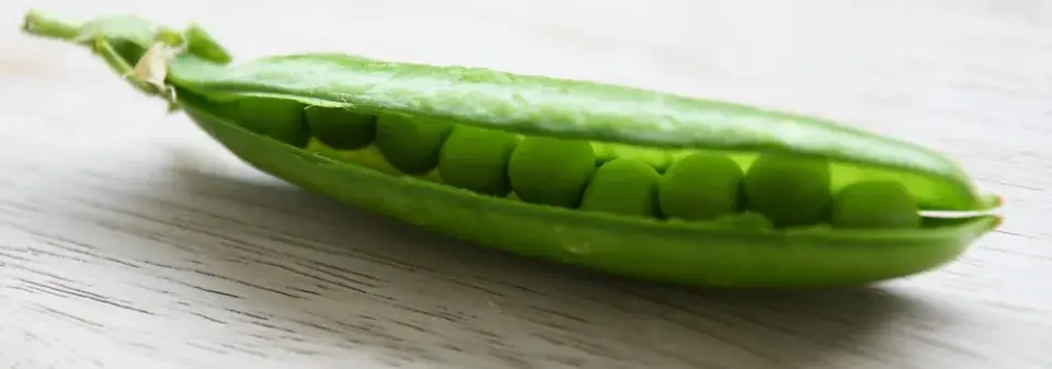 Pěstování hrášku