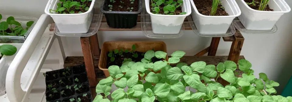 Nemáte zahradu? Vyzkoušejte si pěstování zeleniny v truhlících