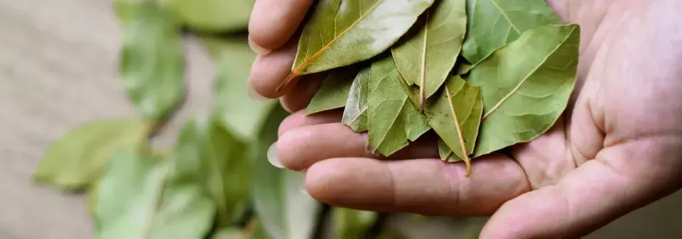 Bobkový list a jedlá soda