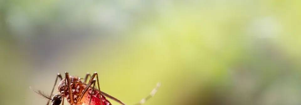 Rostliny proti komárům