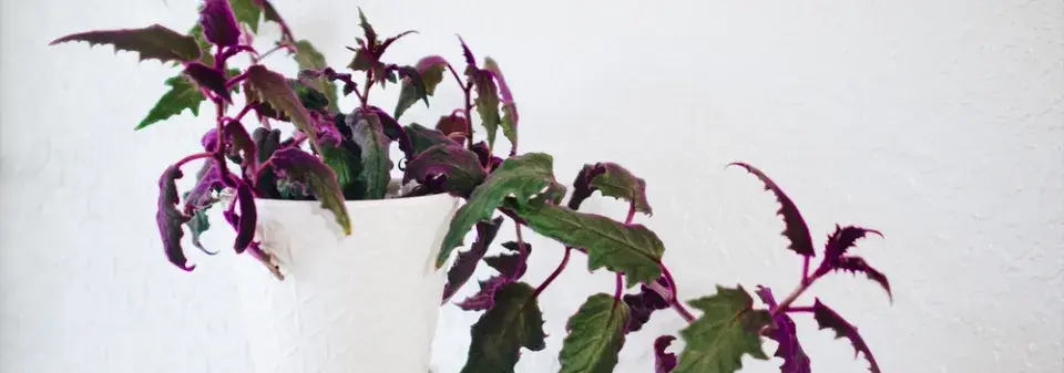 Pokojová rostlina gynura 