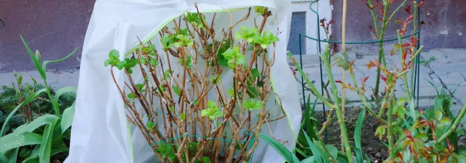 Ochrana rostlin před mrazem