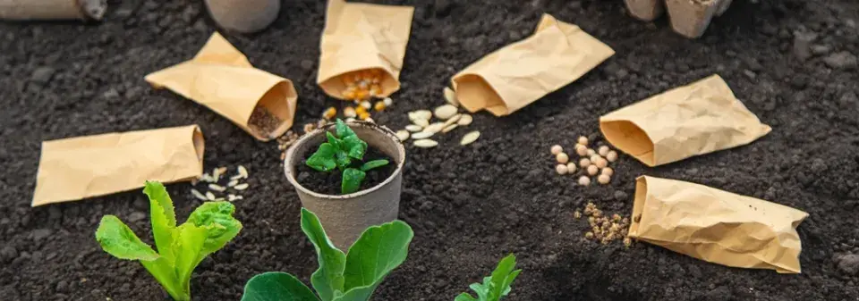 Výsevy do skleníku v únoru znamená mít pod čepicí