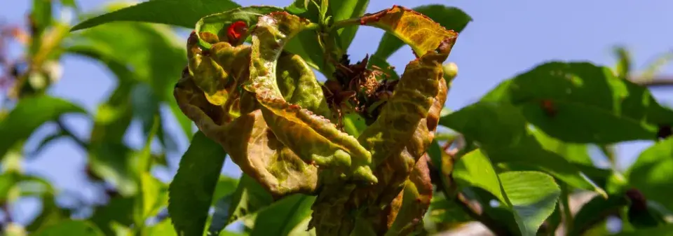 Kadeřavost broskví