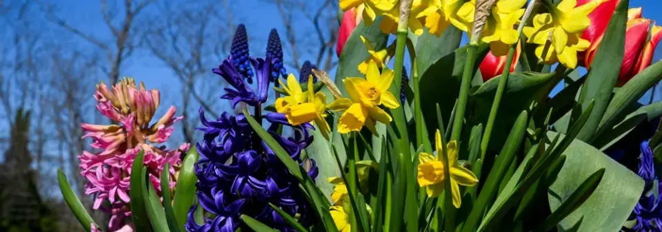 Vyhlašujeme TOP 10 nejzajímavějších jarních cibulovin