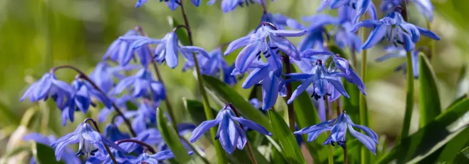 Ladoňka sibiřská (Scilla siberica) 