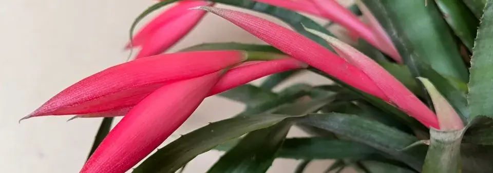 Bilbergie (Billbergia nutans), 