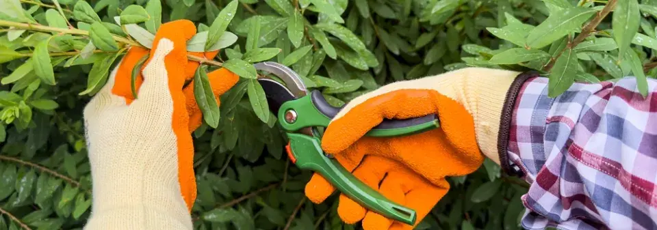 Řez okrasných keřů kvetoucích v létě