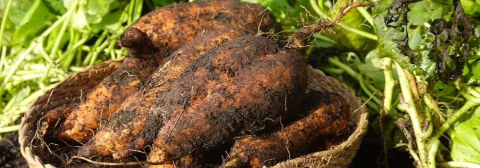 Pěstování batátů