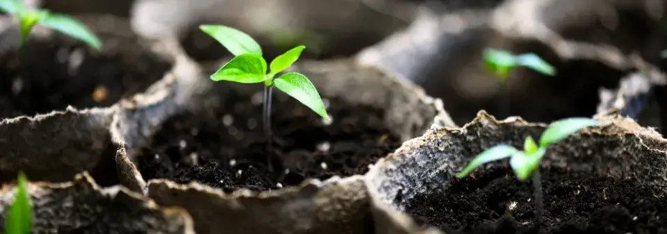 Předpěstování květin