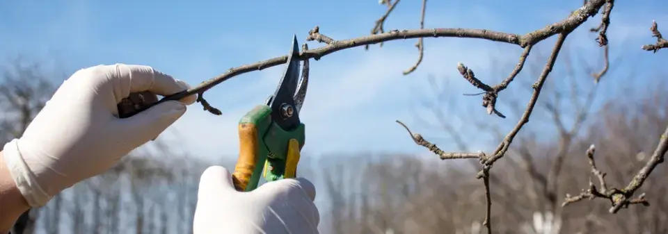 Prořez ovocných stromů