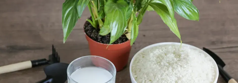 Využití vody z vařené rýže na pokojovky