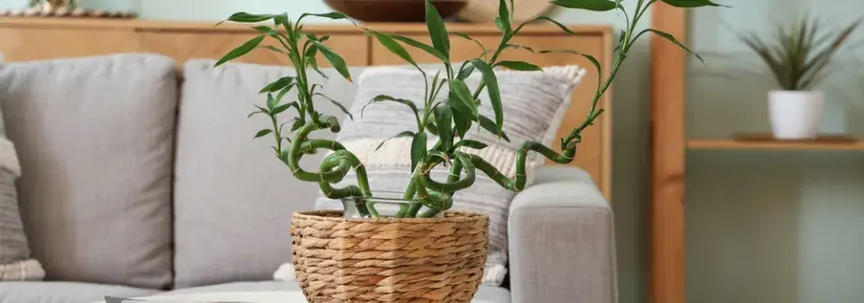 Lucky Bamboo neboli šťastný bambus