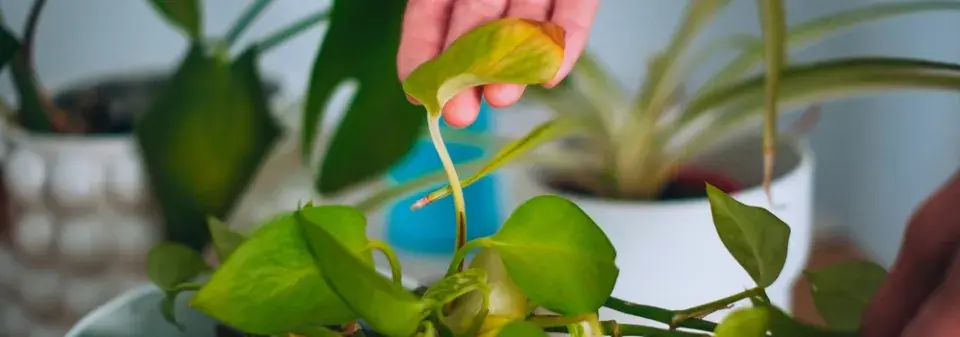 Začněte s hnojením pokojovek a probudíte je ze zimního spánku