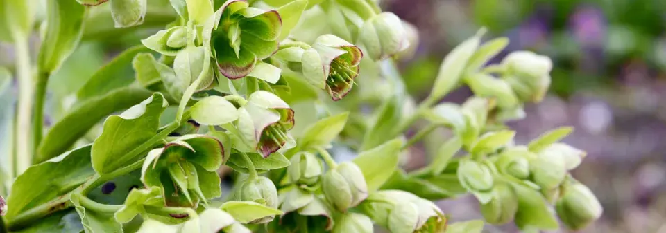 Čemeřice smrdutá (Helleborus foetidus) 
