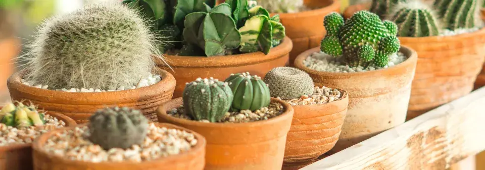 Přesazování kaktusů